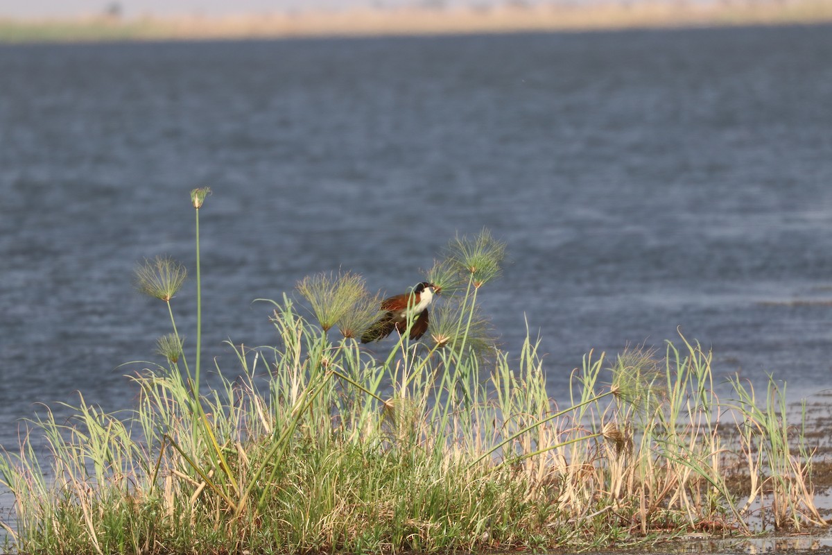 Coucal du Sénégal - ML643423081