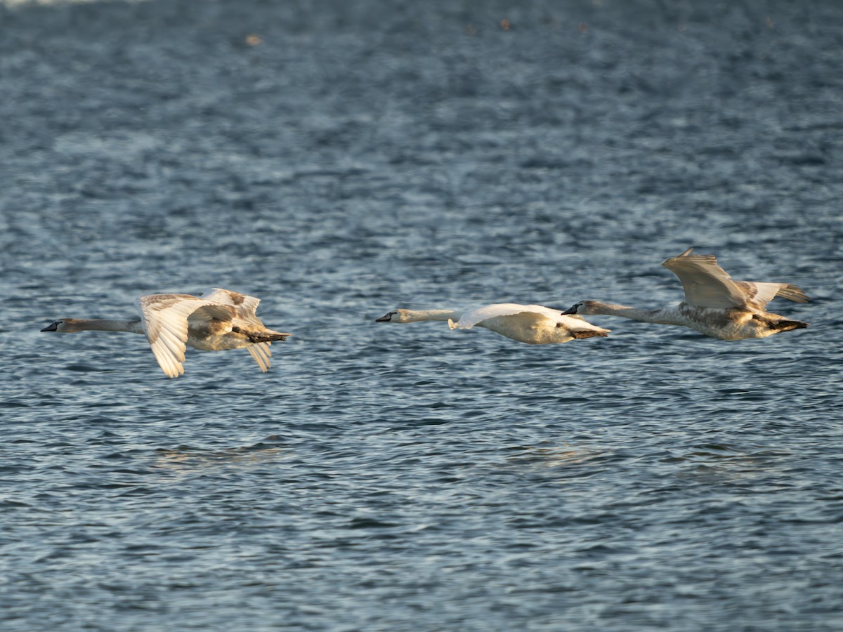 Cygne tuberculé - ML643423097