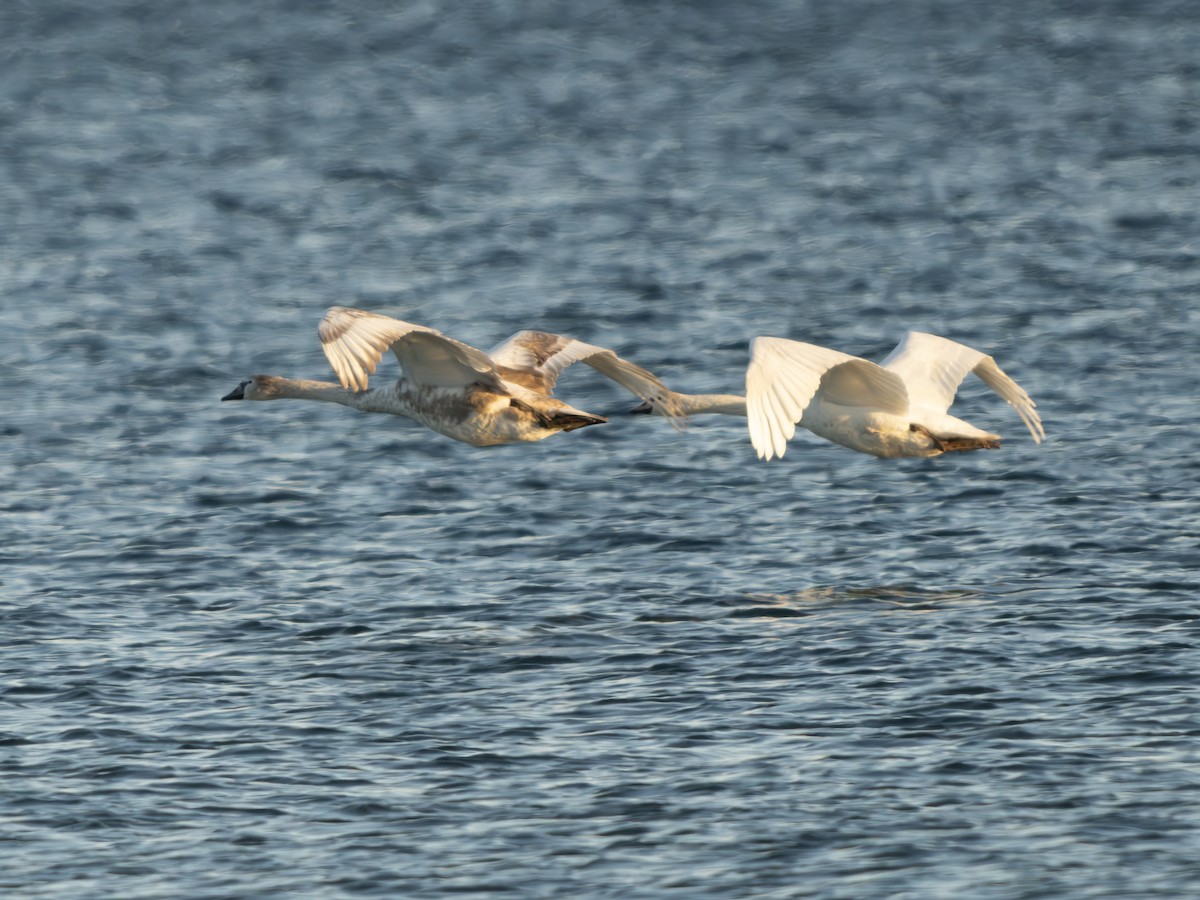 Cygne tuberculé - ML643423098