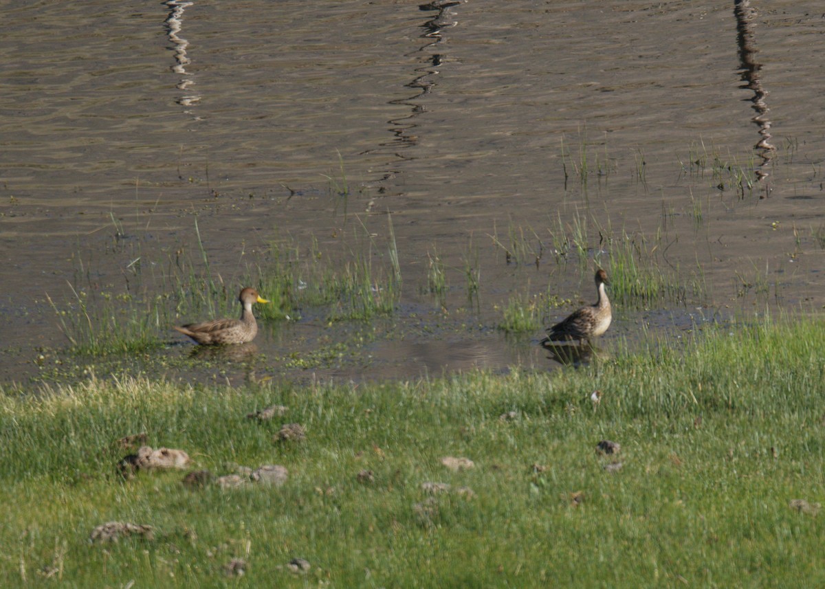 Canard à queue pointue - ML643423107