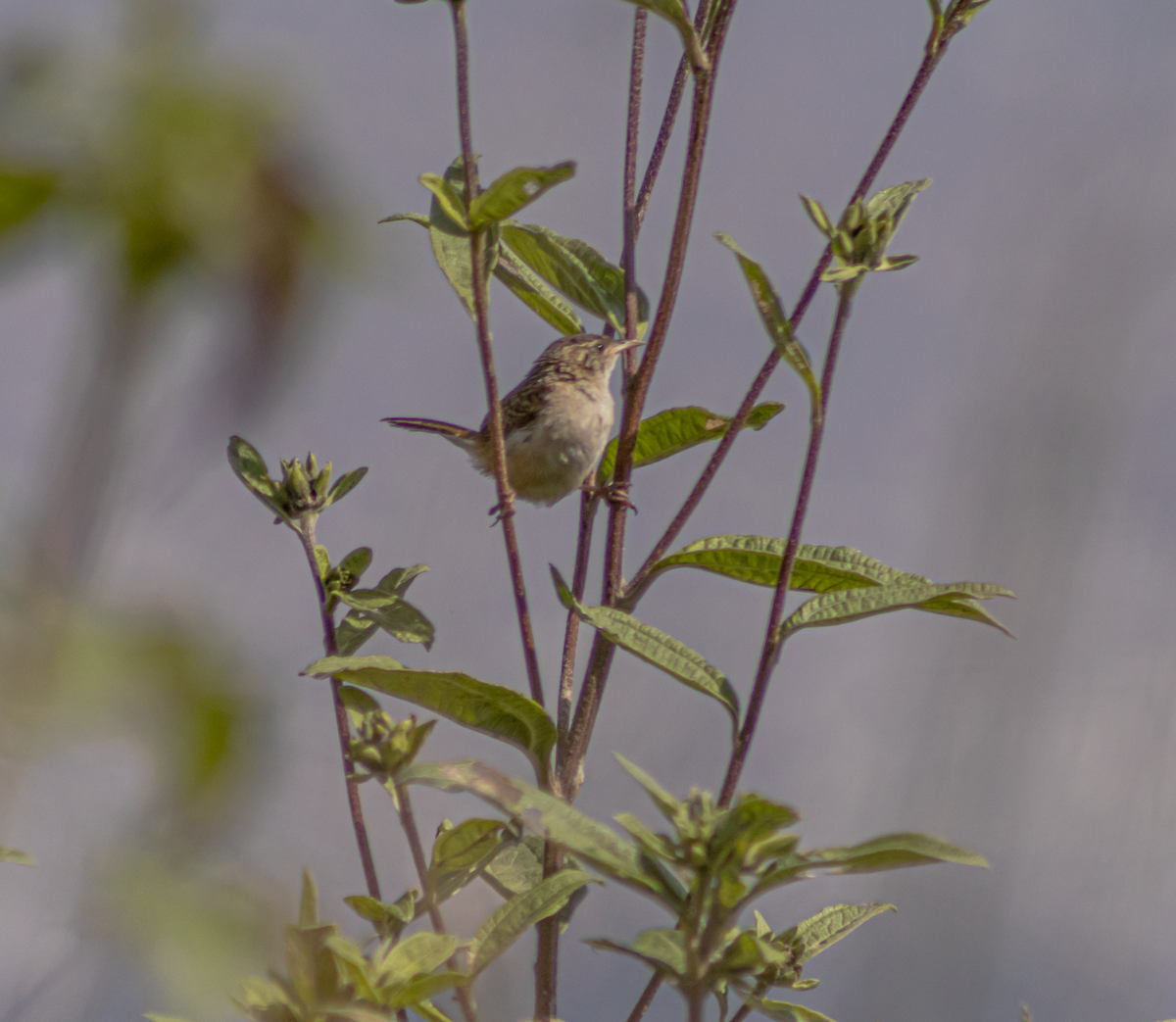 Grass Wren - ML643423123