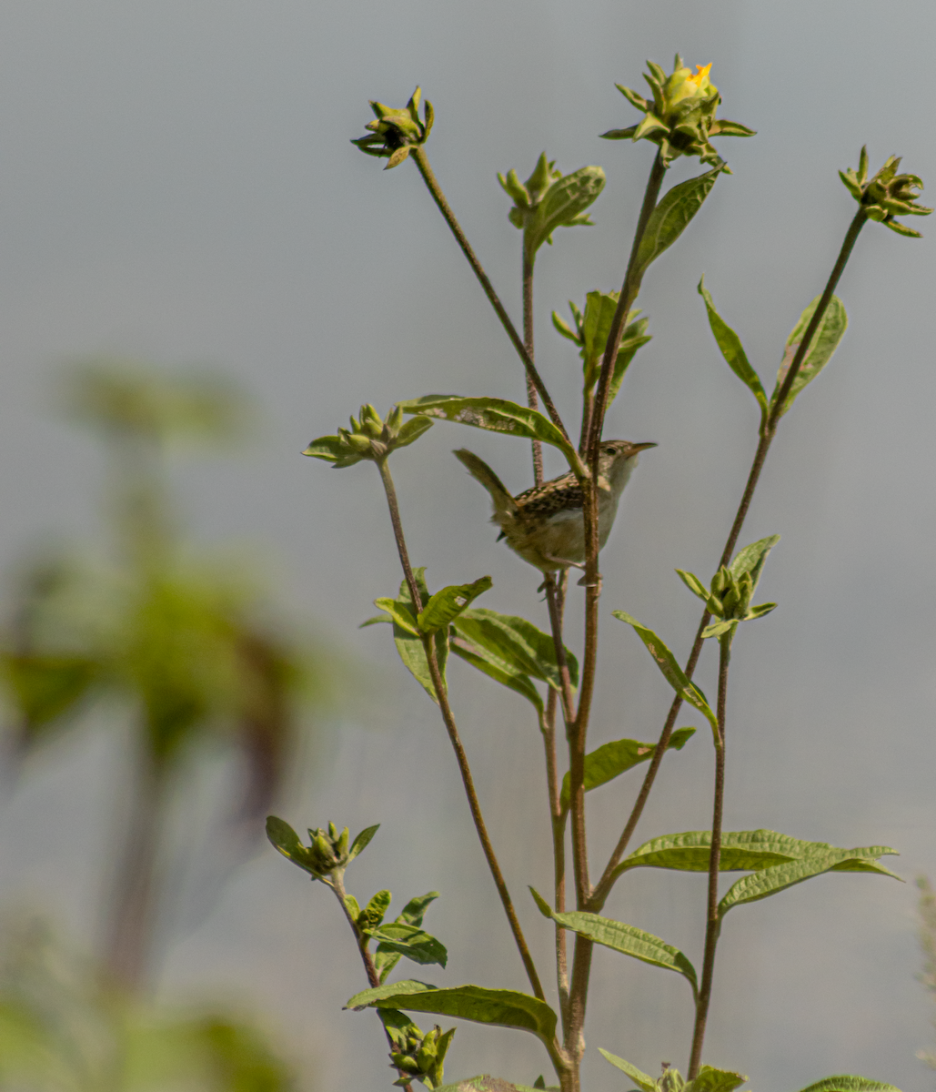 Grass Wren - ML643423124