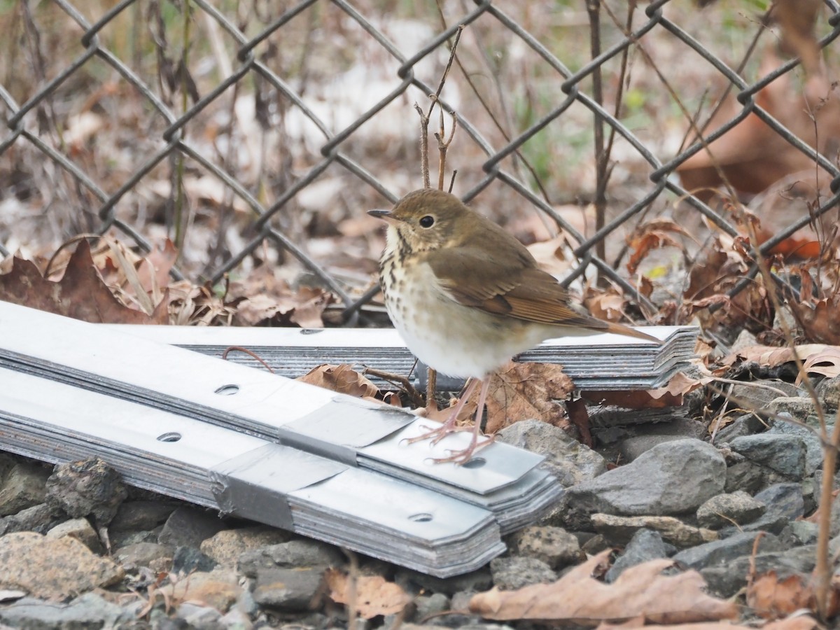 Hermit Thrush (faxoni/crymophilus) - ML643423126
