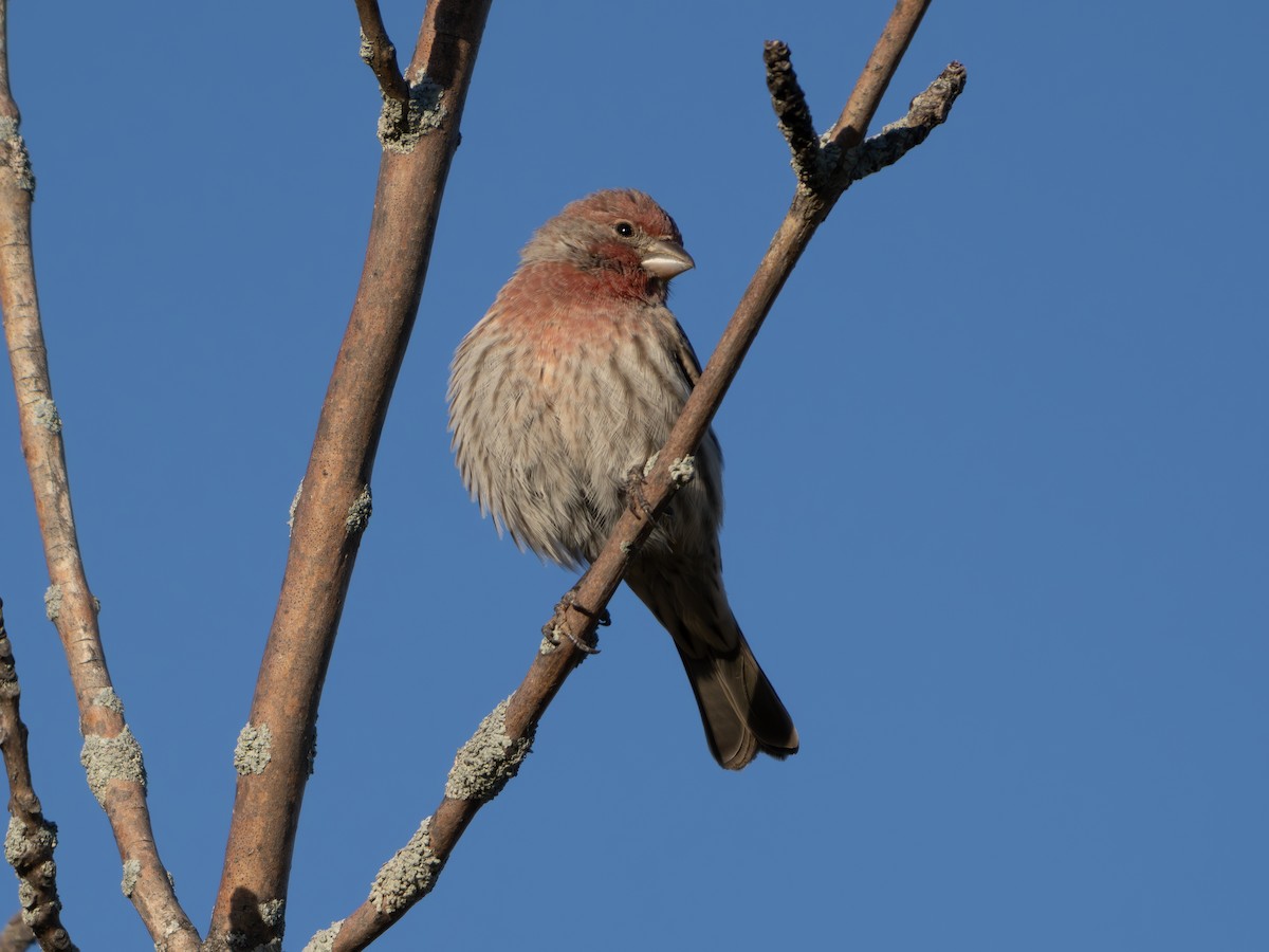 House Finch - ML643423129