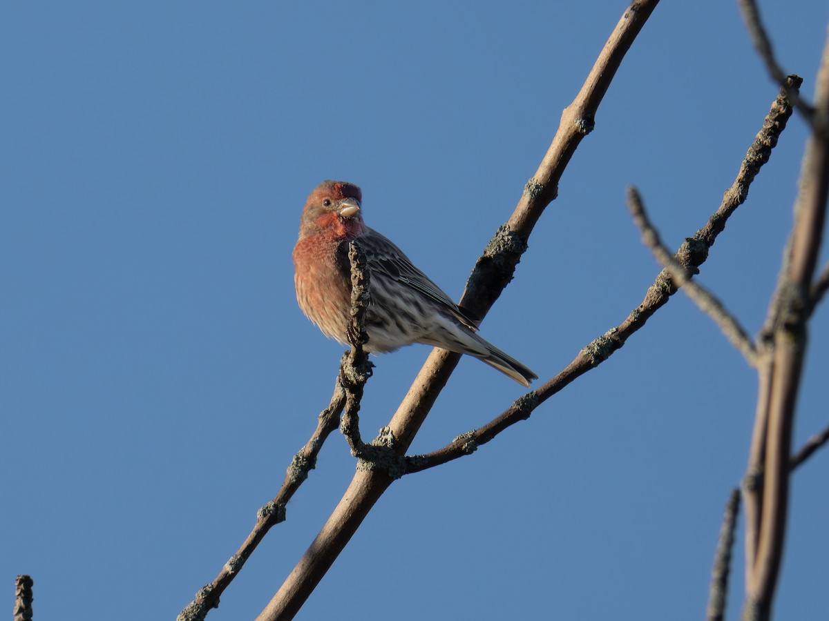 House Finch - ML643423130
