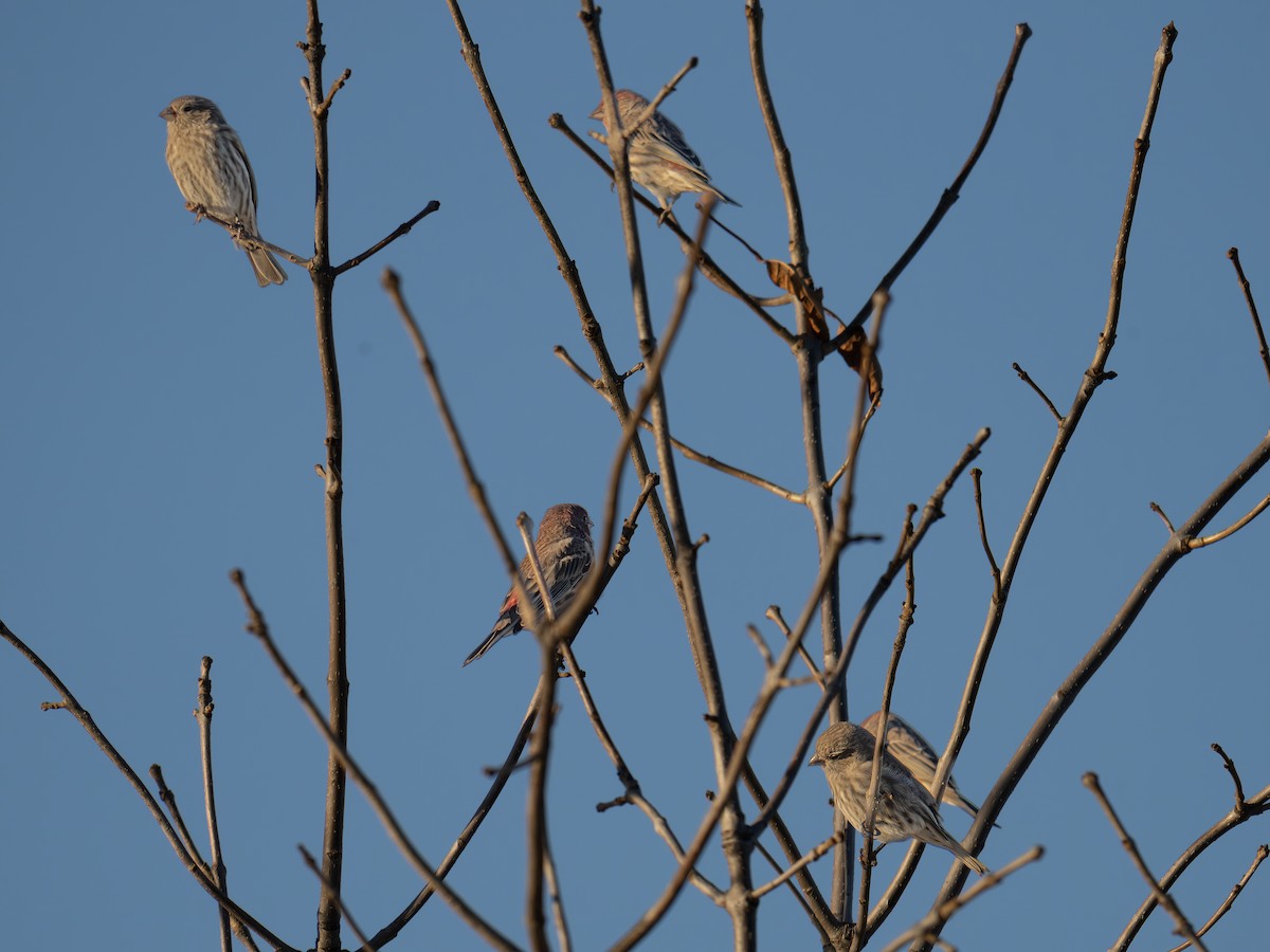 House Finch - ML643423131