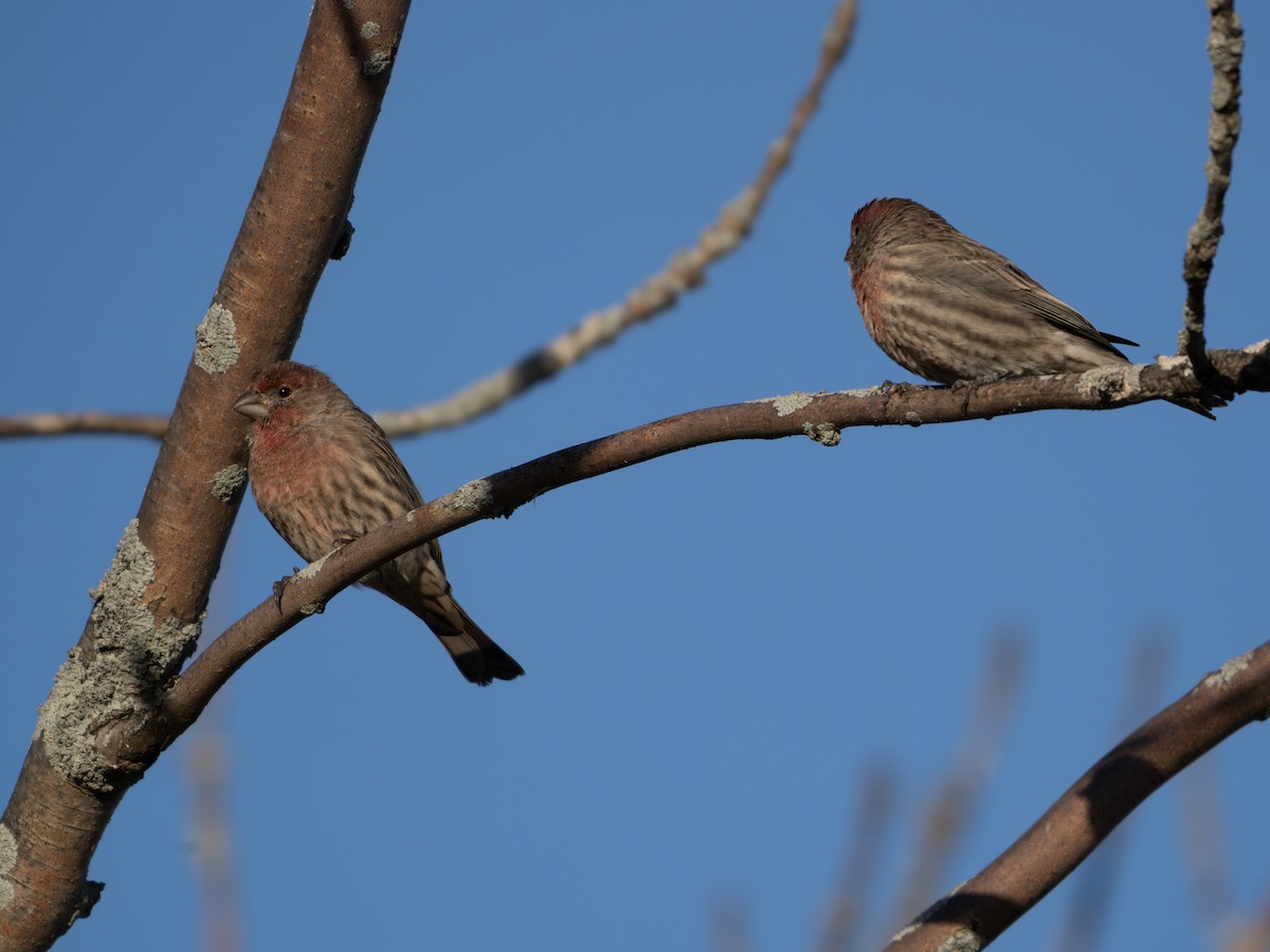 House Finch - ML643423132