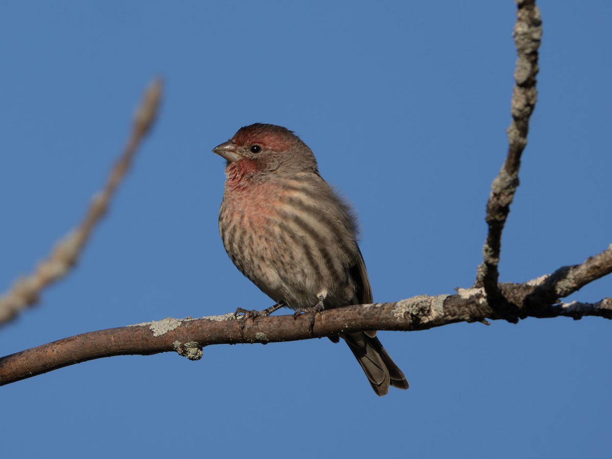 House Finch - ML643423133