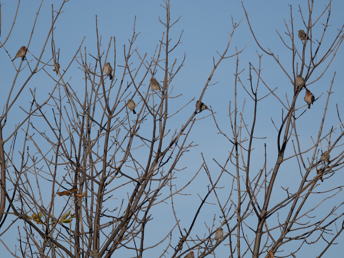 House Finch - ML643423134