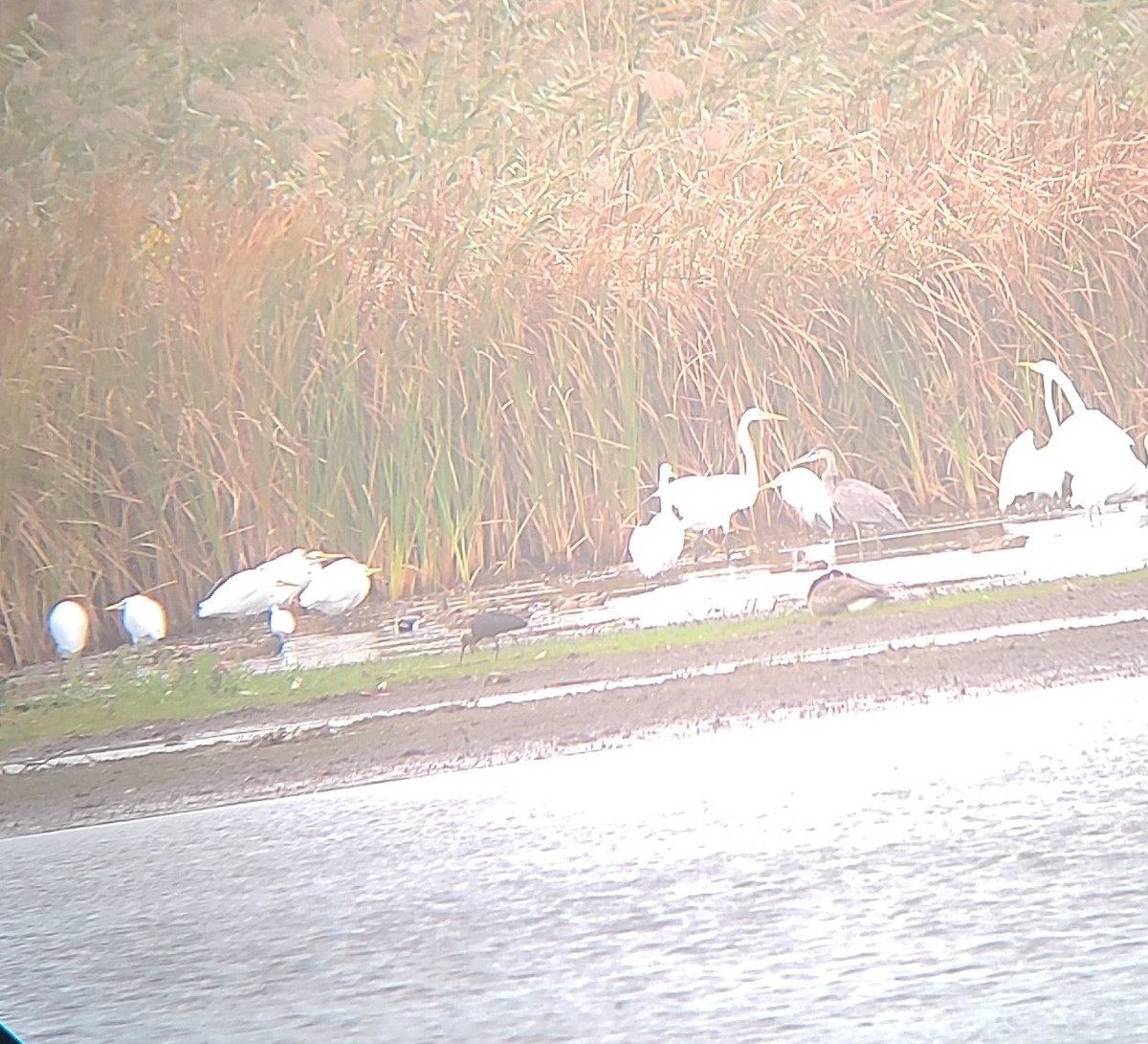 Glossy Ibis - ML643423141