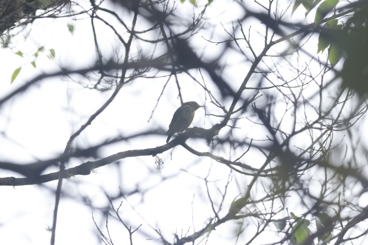 Green Honeycreeper - ML643423142