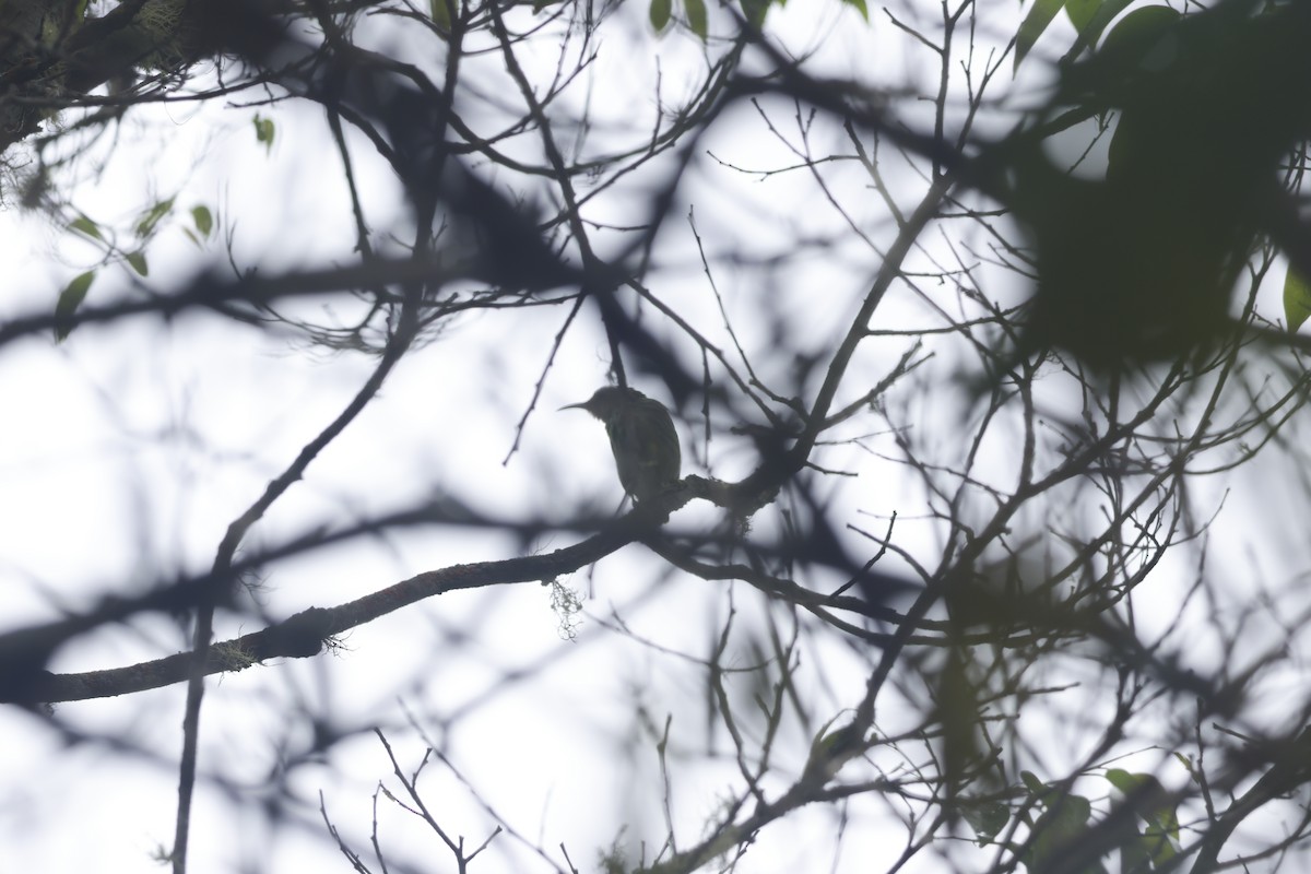 Purple Honeycreeper - ML643423143