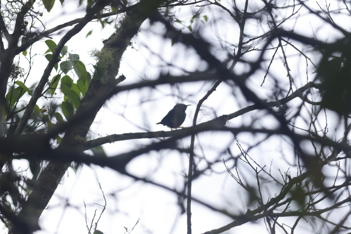 Purple Honeycreeper - ML643423145