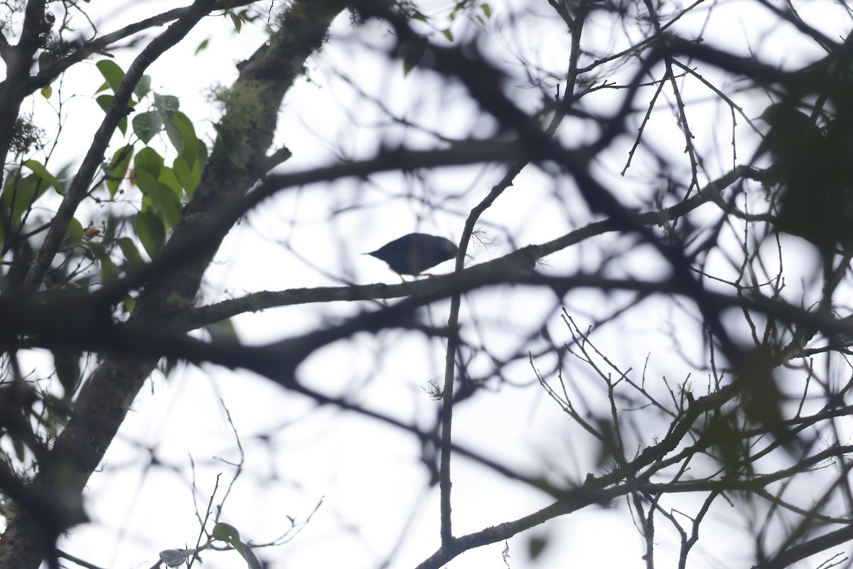 Purple Honeycreeper - ML643423146