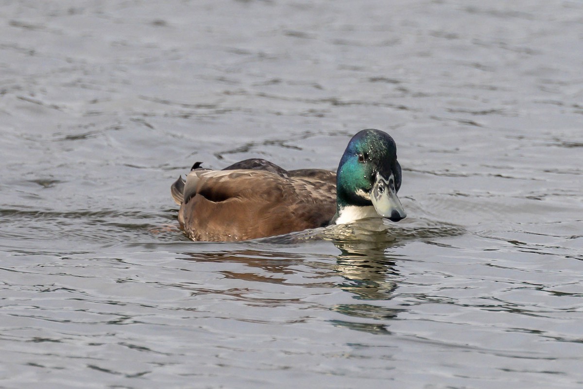 Mallard (Domestic type) - ML643423151