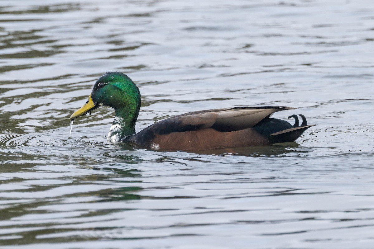Mallard (Domestic type) - ML643423152
