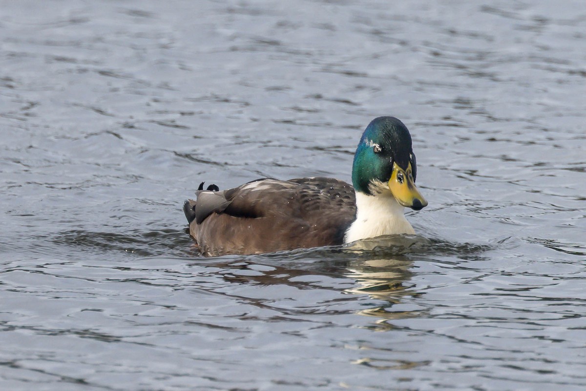 Mallard (Domestic type) - ML643423153