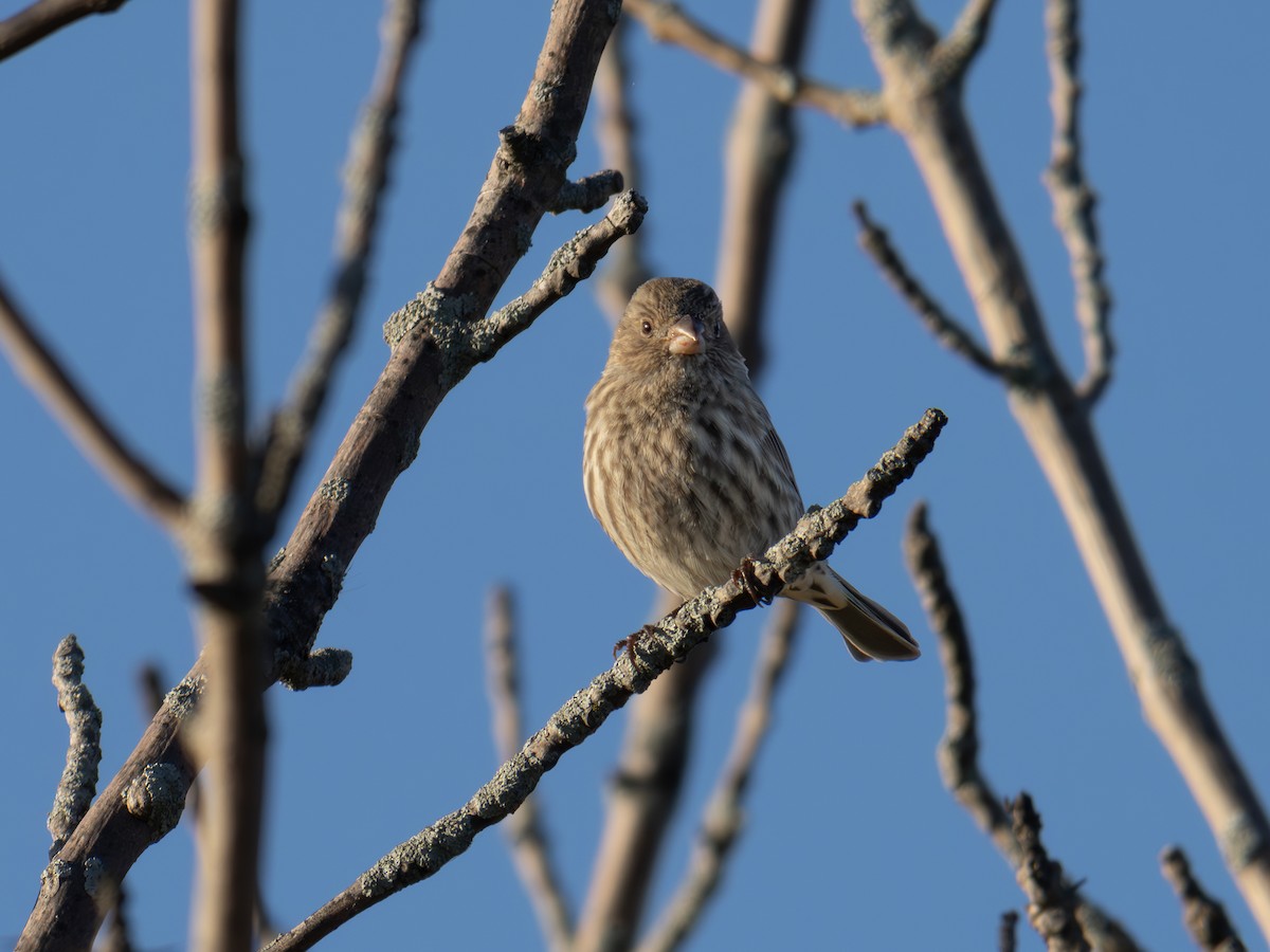 House Finch - ML643423157