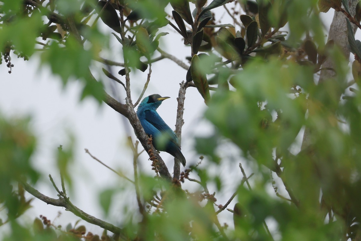 Green Honeycreeper - ML643423158