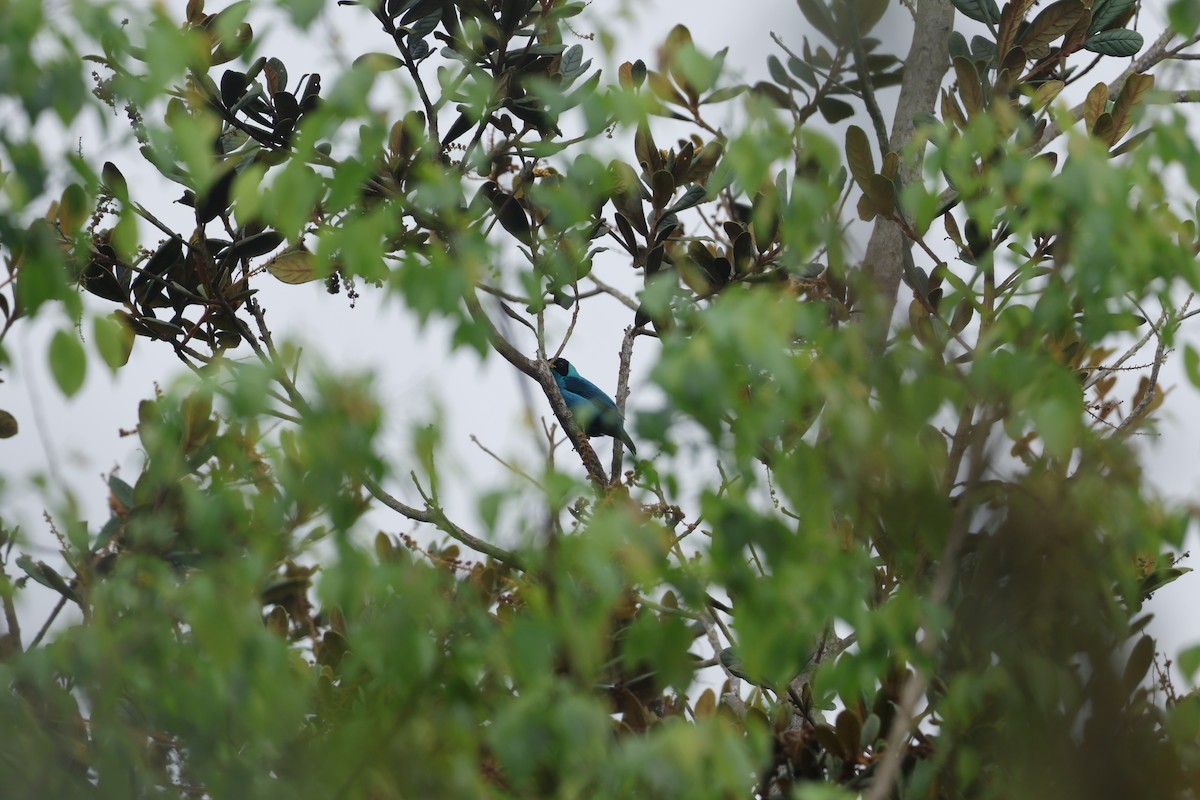 Green Honeycreeper - ML643423159