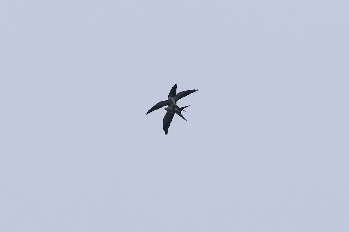 ツバメトビ - ML643423166