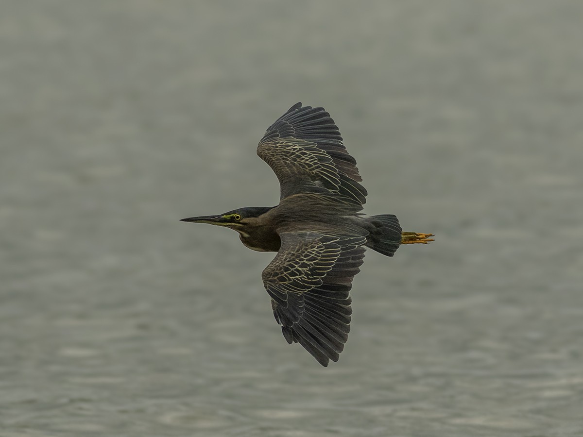 Striated Heron - ML643423168