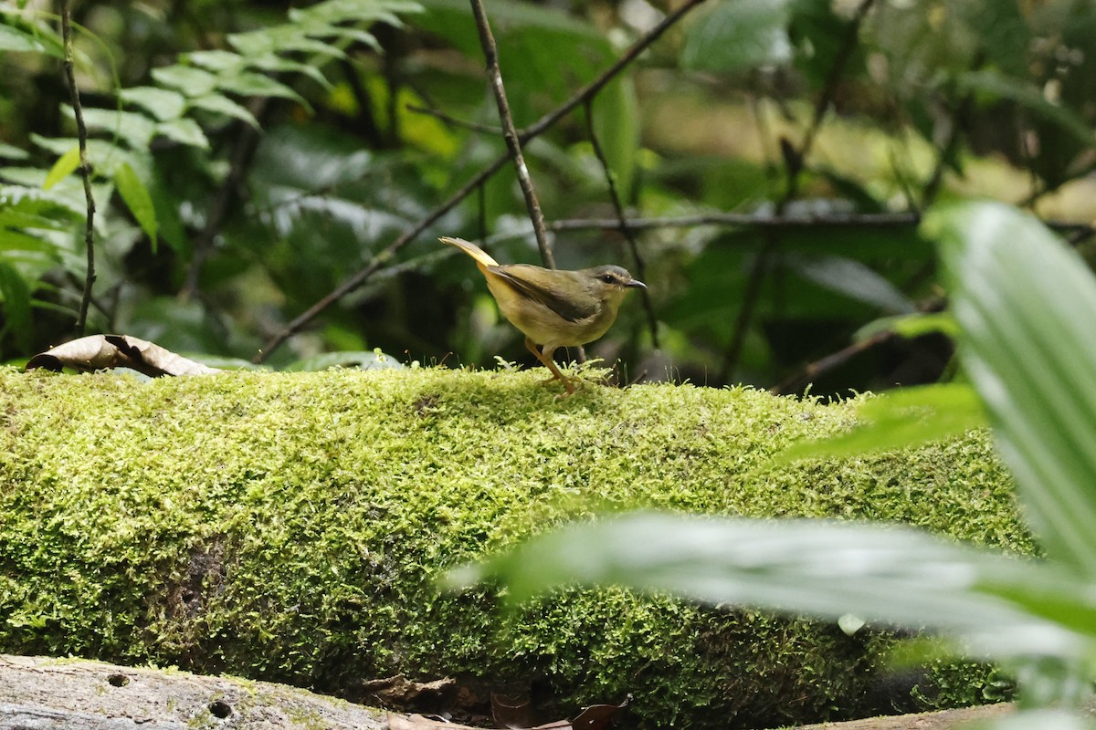 Buff-rumped Warbler - ML643423170