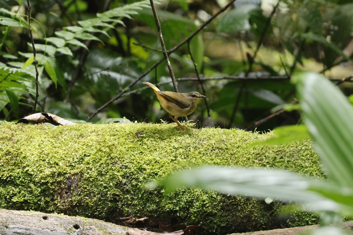 Buff-rumped Warbler - ML643423171