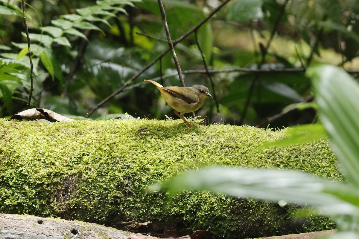 Buff-rumped Warbler - ML643423172