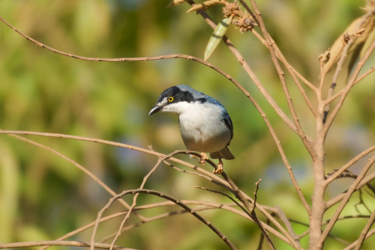 Hooded Tanager - ML643423177