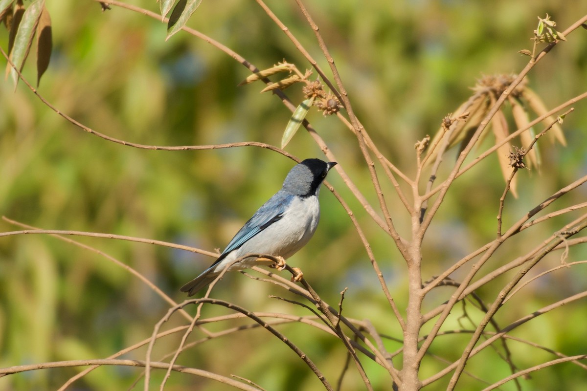 Hooded Tanager - ML643423178