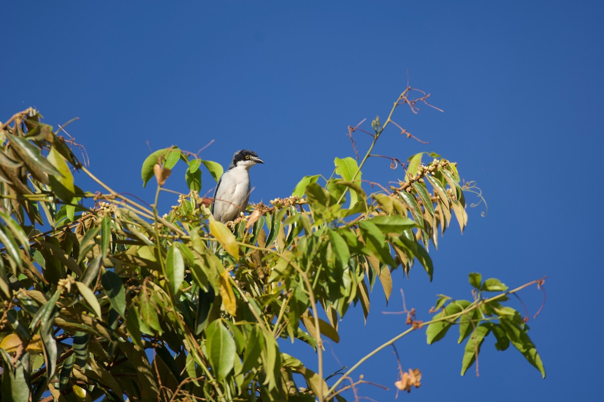 Hooded Tanager - ML643423179