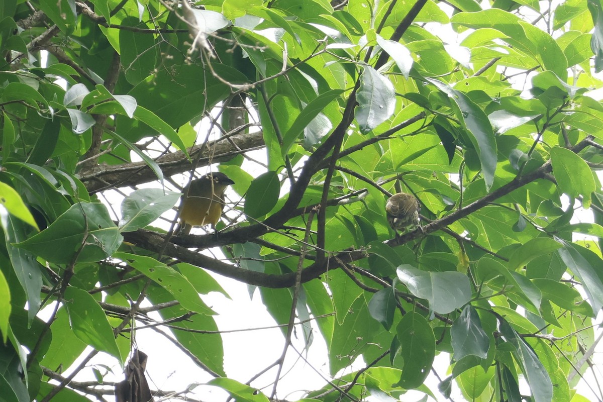 Guira Tanager - ML643423180