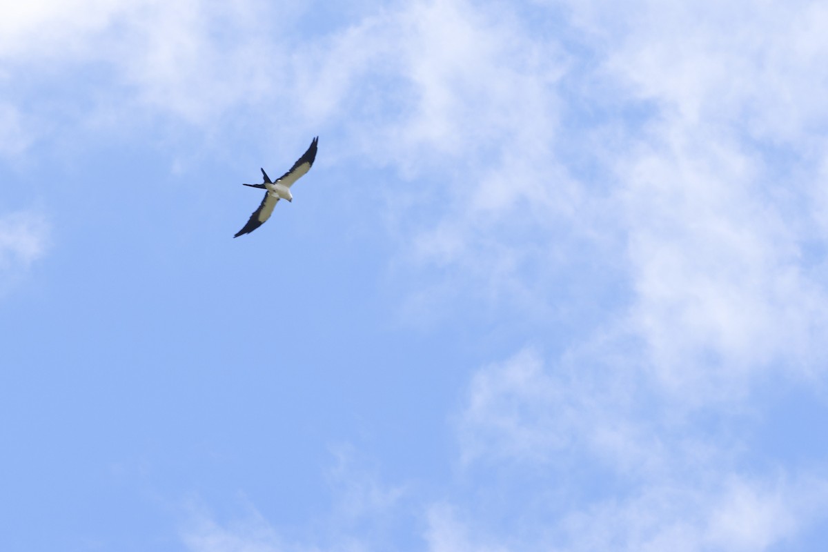 ツバメトビ - ML643423184