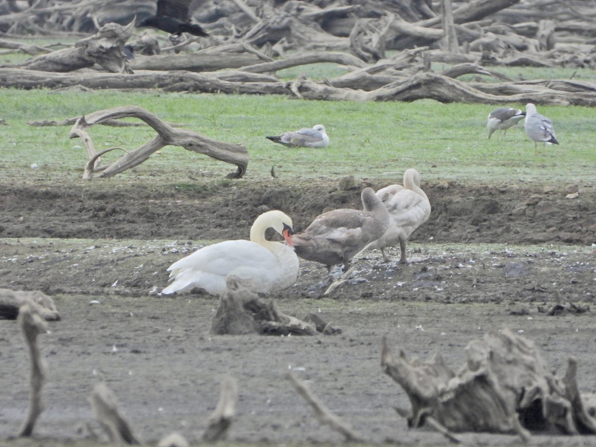 Mute Swan - ML643423187