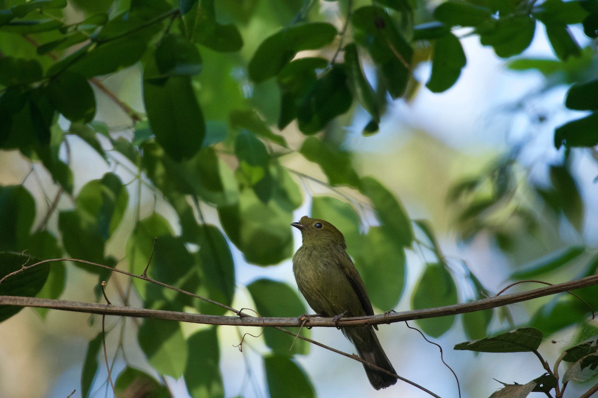 Helmeted Manakin - ML643423193