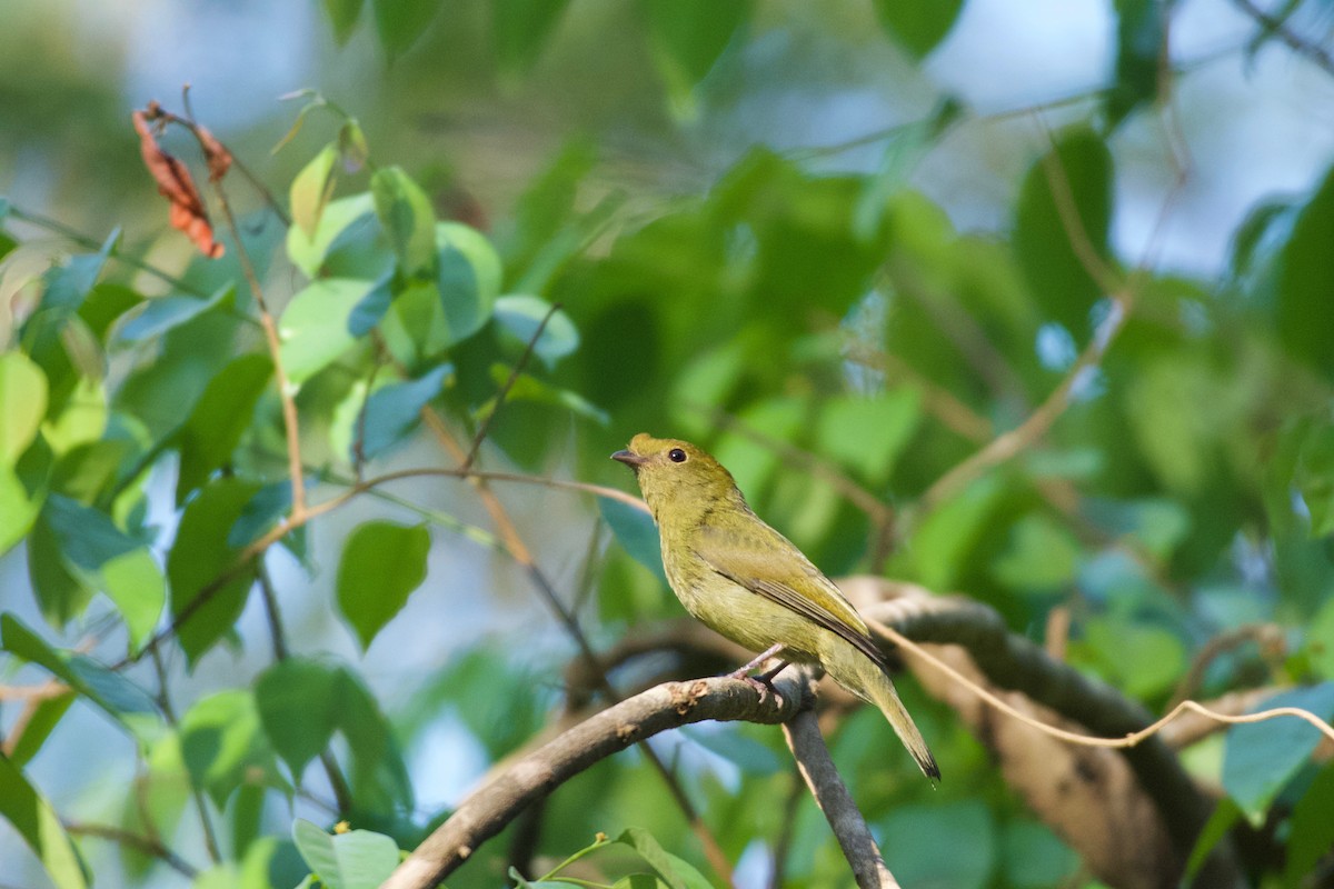Helmeted Manakin - ML643423194