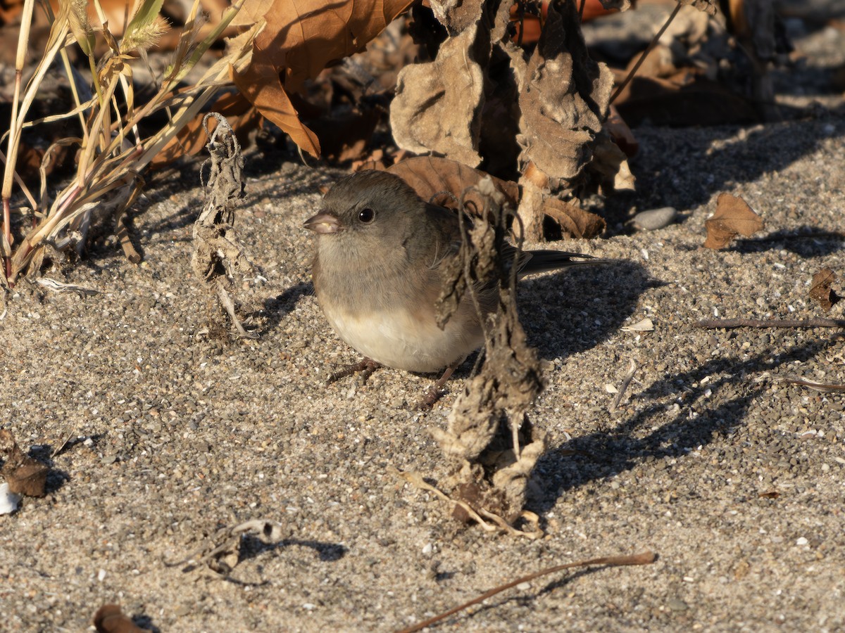 Dark-eyed Junco - ML643423198
