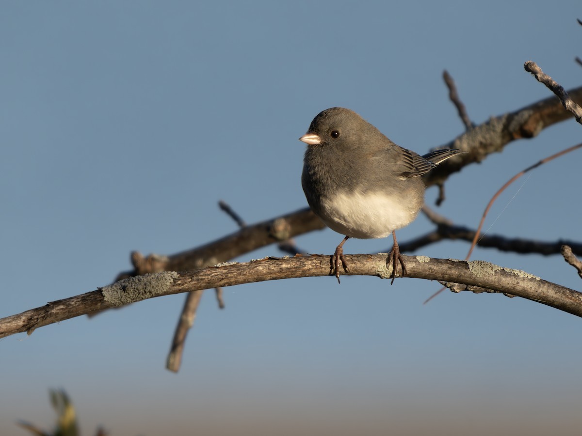 Dark-eyed Junco - ML643423199