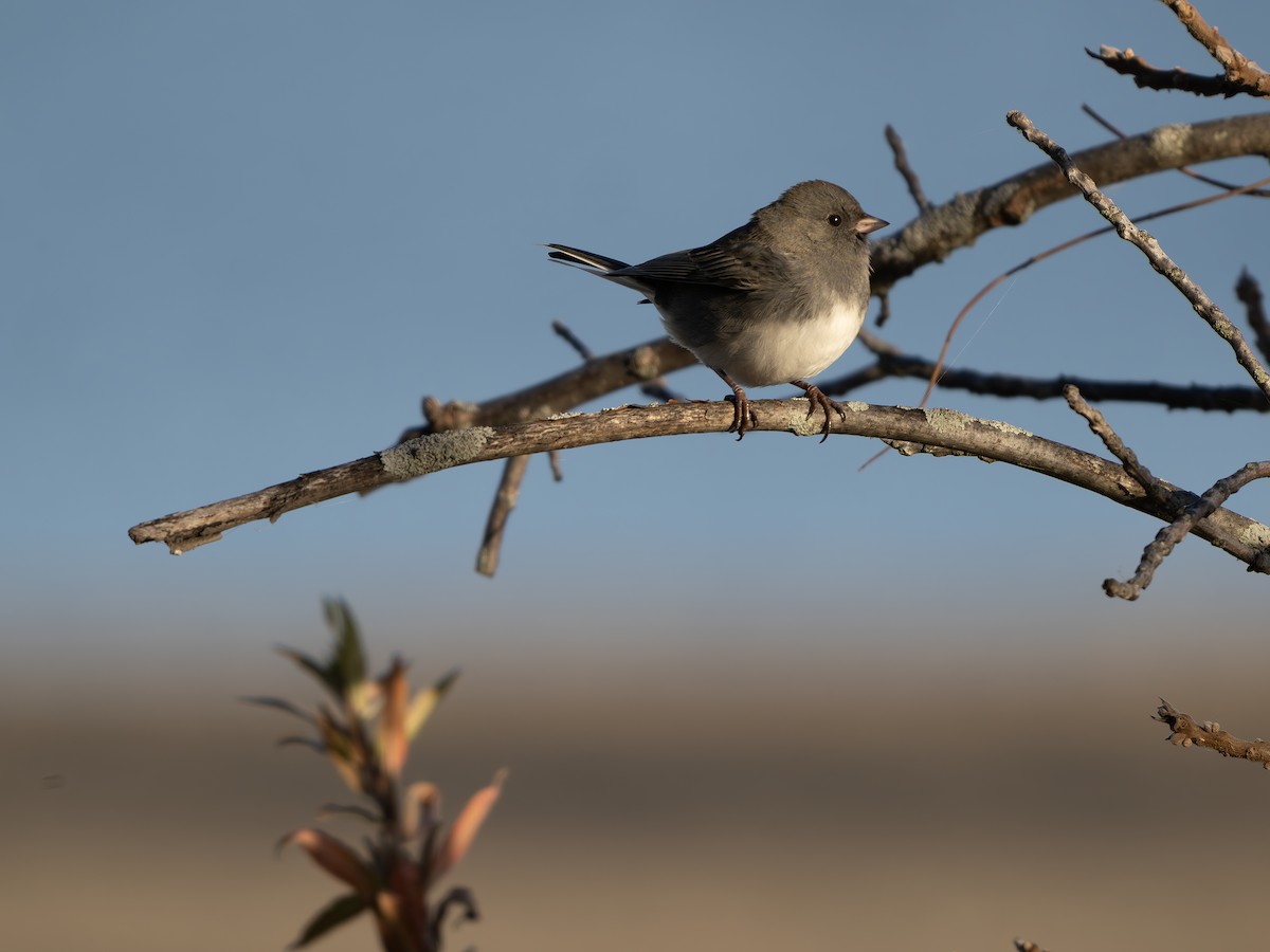 Dark-eyed Junco - ML643423200