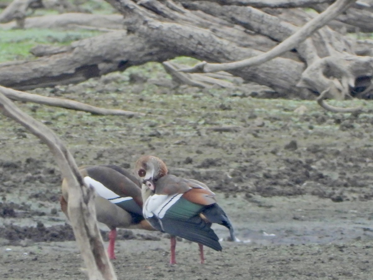 Egyptian Goose - ML643423204