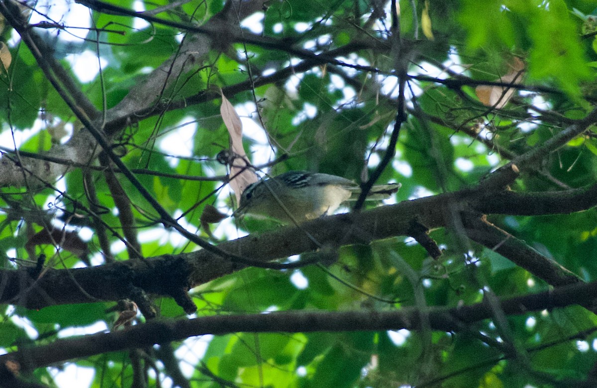 Black-capped Antwren - ML643423206
