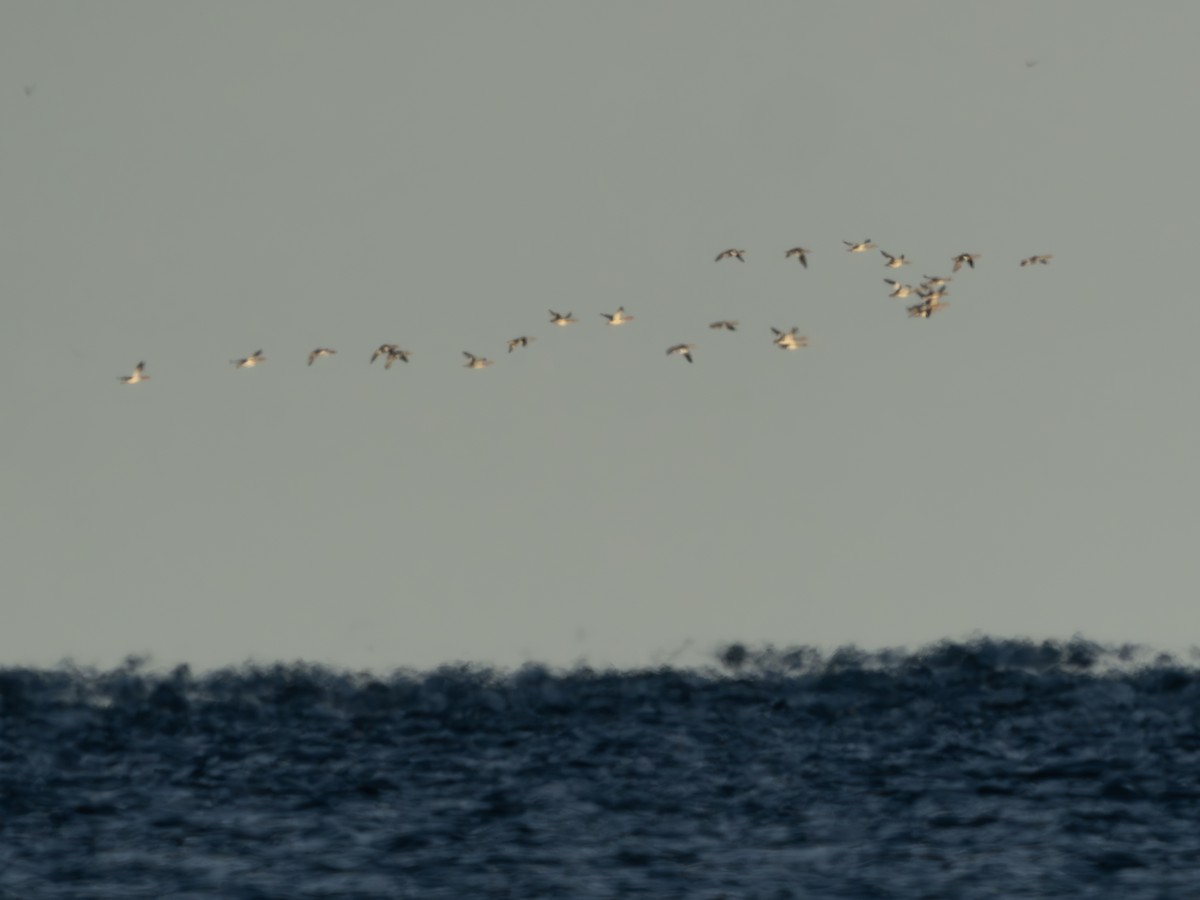 Common Merganser - ML643423209