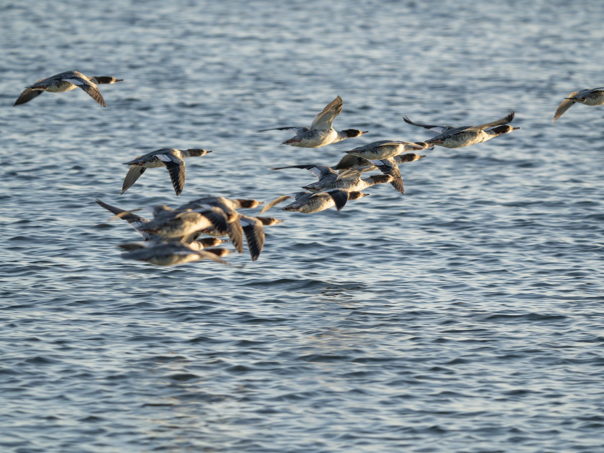 Common Merganser - ML643423210