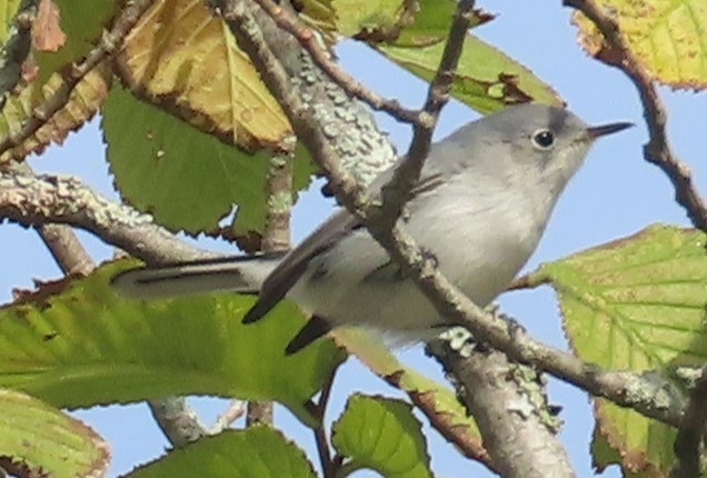 Blue-gray Gnatcatcher - Gisele d'Entremont