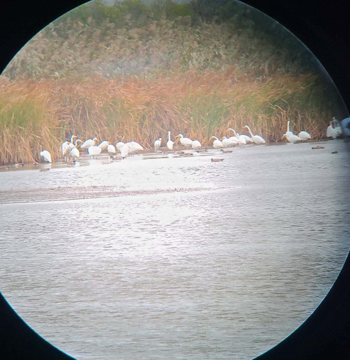 Great Egret - ML643423222