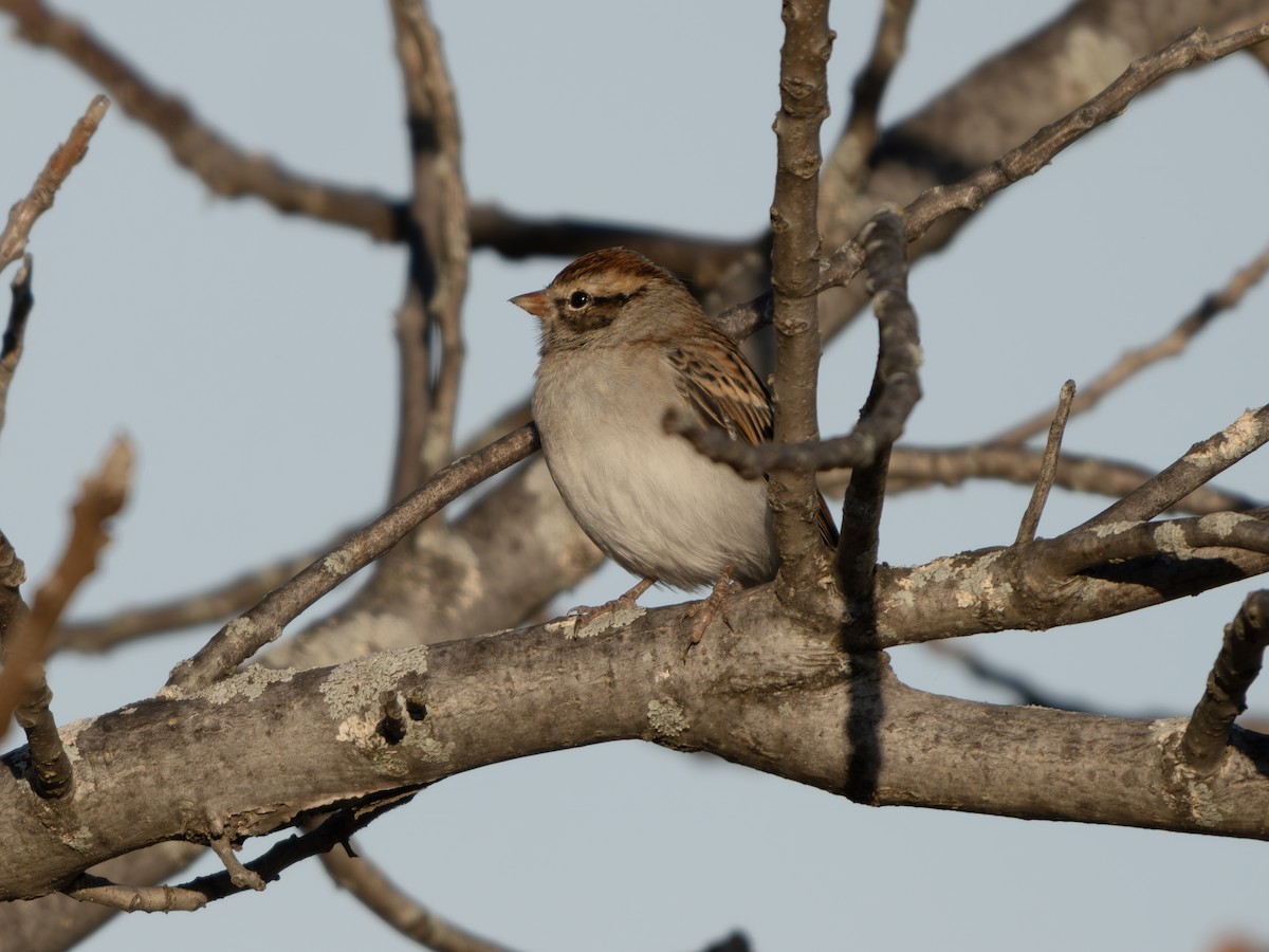 Chipping Sparrow - ML643423231