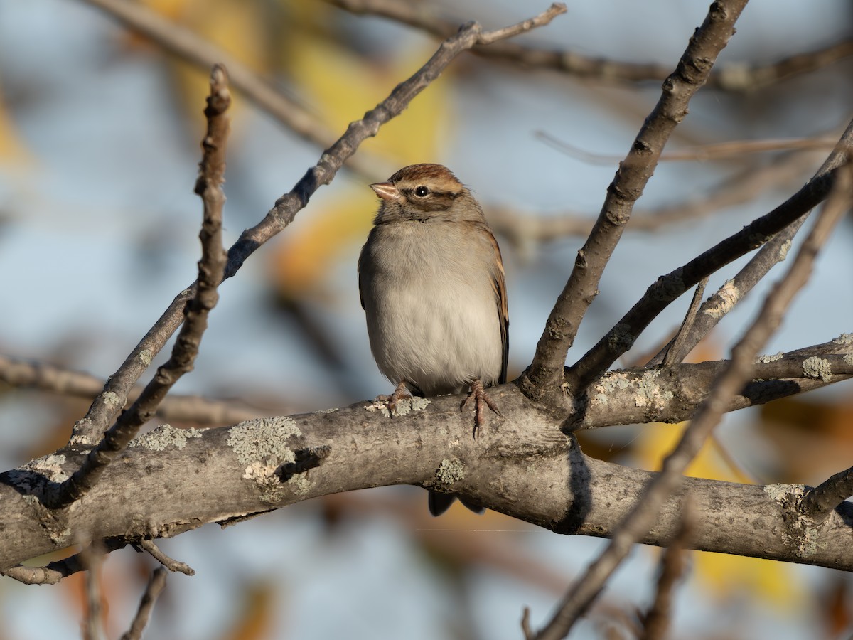 Chipping Sparrow - ML643423232