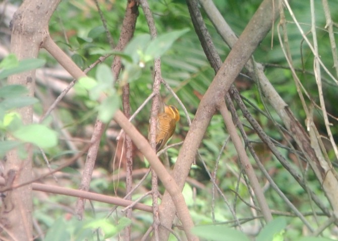 Golden-green Woodpecker - ML643423234