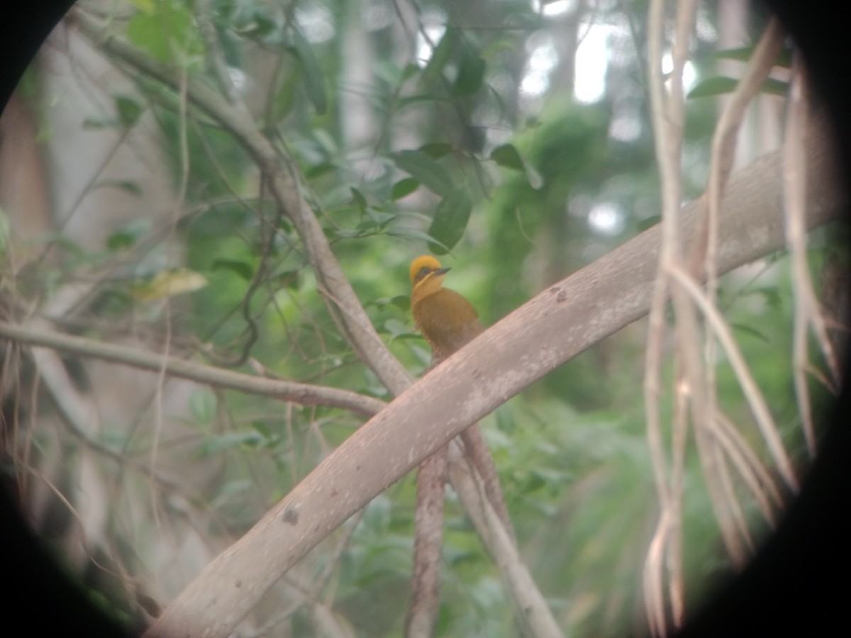 Golden-green Woodpecker - ML643423235